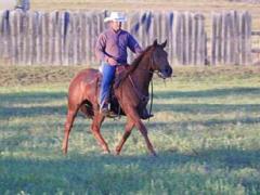 2010 Foal Peppy Riley Reed JW